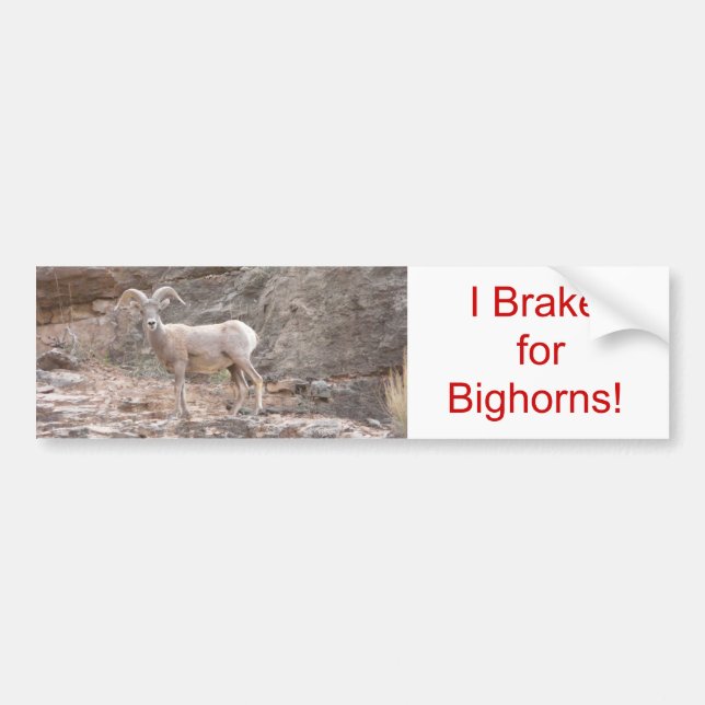 I Brake for Bighorns! Bumper Sticker (Front)