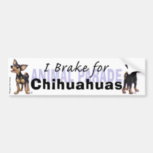 I Brake for Chihuahuas Bumper Sticker