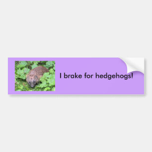 I brake for hedgehogs! bumper sticker