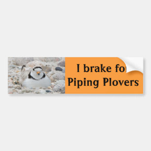 I brake for Piping Plovers Bumper Sticker