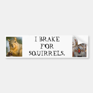 I brake for squirrels bumper sticker