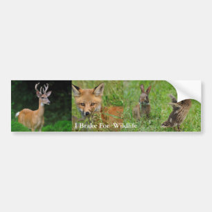 I Brake For Wildlife Bumper Sticker