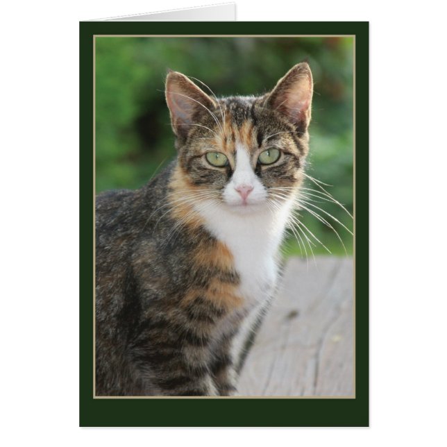 I came... I purred (Front)