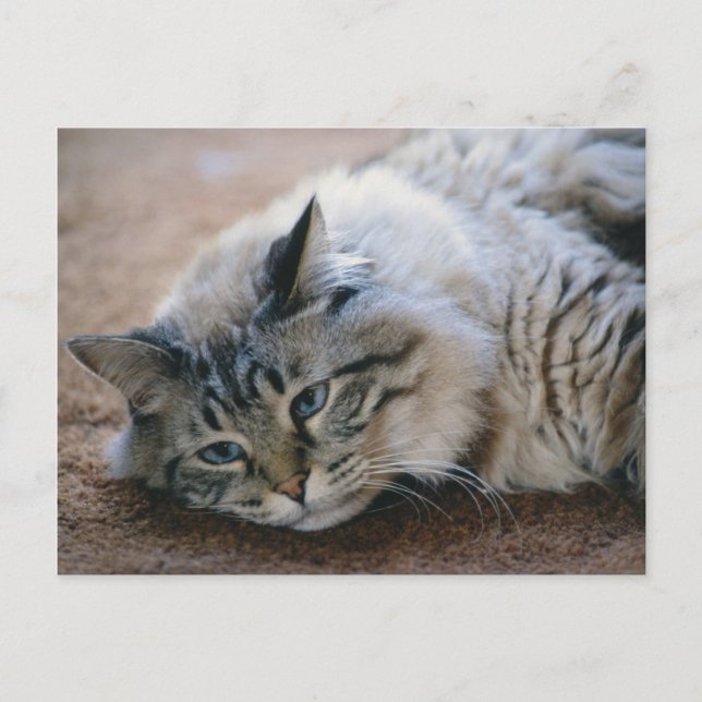 I can hear your footsteps - cat  card (Front)