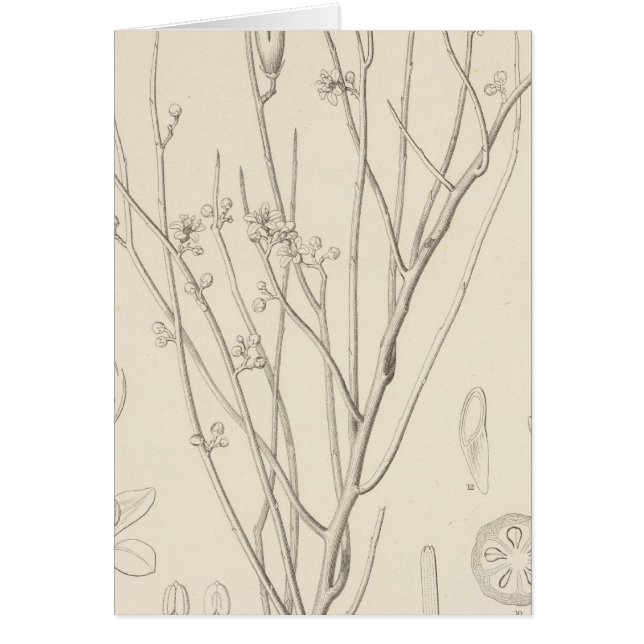 I Canotia holacantha (Front)