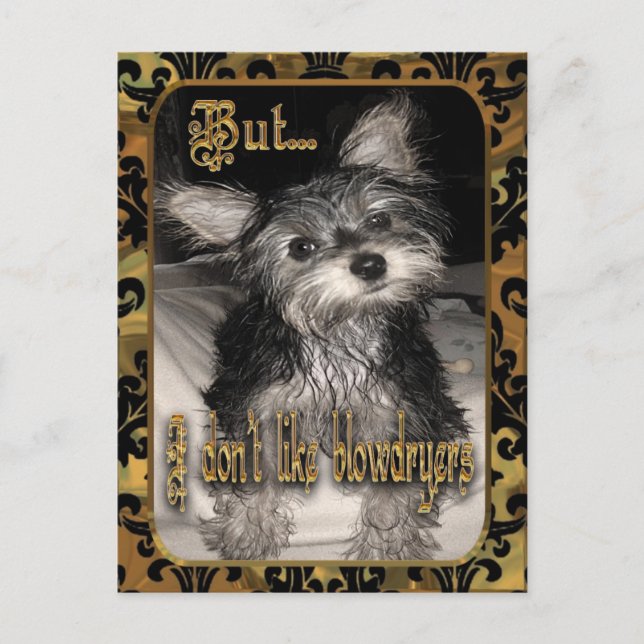 I don't like hairdryers Yorkie Postcard (Front)