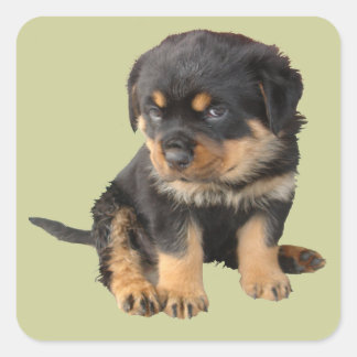 I Don't Need To Be Told I Am Cute Square Sticker