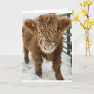I GIVE A "MOO" FOR YOU ON YOUR "30th BIRTHDAY"   Card
