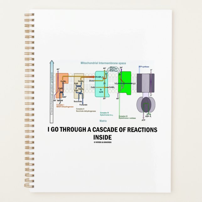 I Go Through A Cascade Of Reactions Inside Planner (Front)