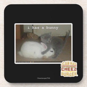 I has a bunny coaster