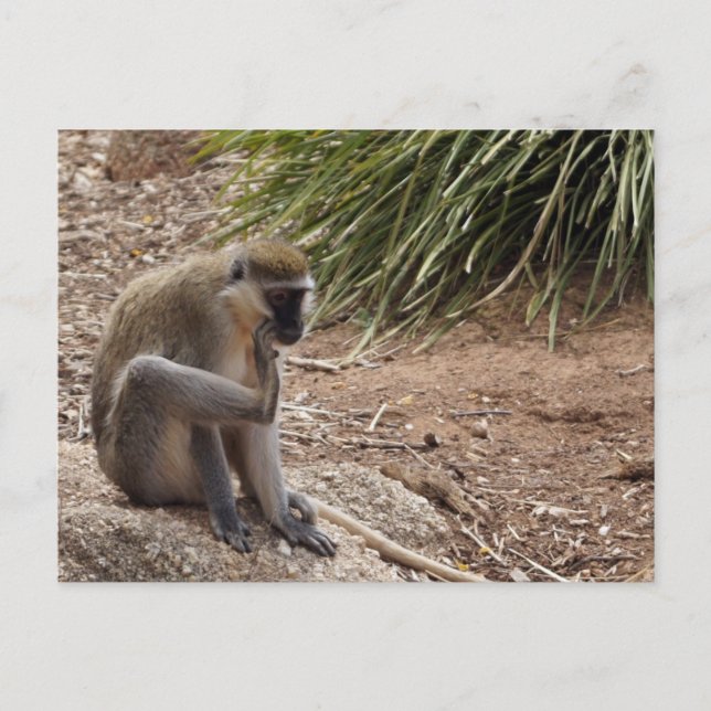 I have an Itch - Spider Monkey Postcard (Front)