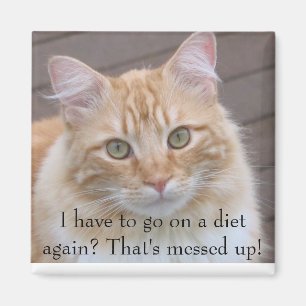 I have to go on a diet again? magnet
