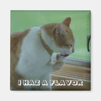 I HAZ A FLAVOR MAGNET
