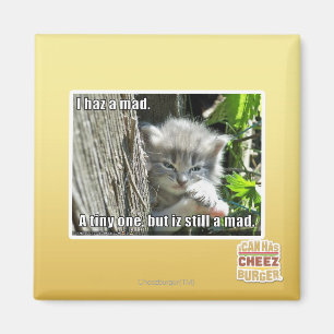 I haz a mad magnet
