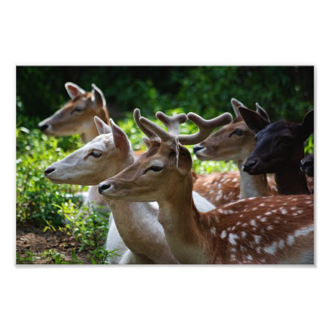 I Hear Photo Print (Front)