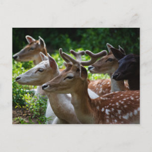 I Hear Postcard