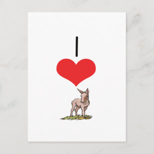 I Heart (Love) Donkeys  Postcard