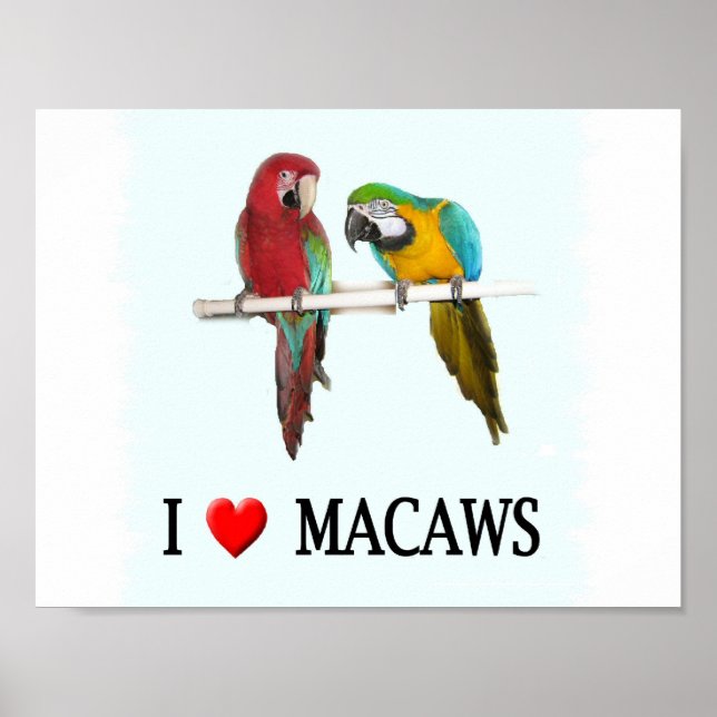 I "Heart Macaws Poster (Front)