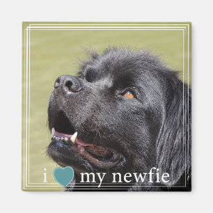 I Heart My Newfie Newfoundland White Border Magnet
