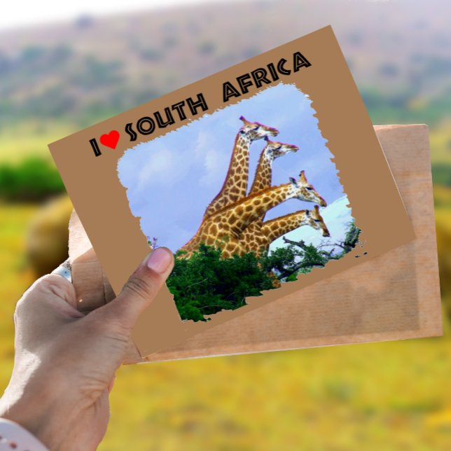 I Heart South Africa 4 Giraffes Postcard (Creator Uploaded)