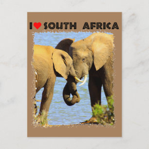 I Heart South Africa elephants in love Postcard