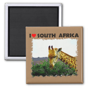 I Heart South Africa Giraffe Thorn tree Magnet