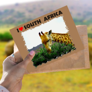 I Heart South Africa Giraffe Thorn tree Postcard