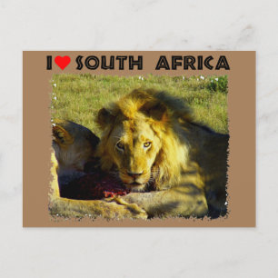 I Heart South Africa Lion Stare Postcard
