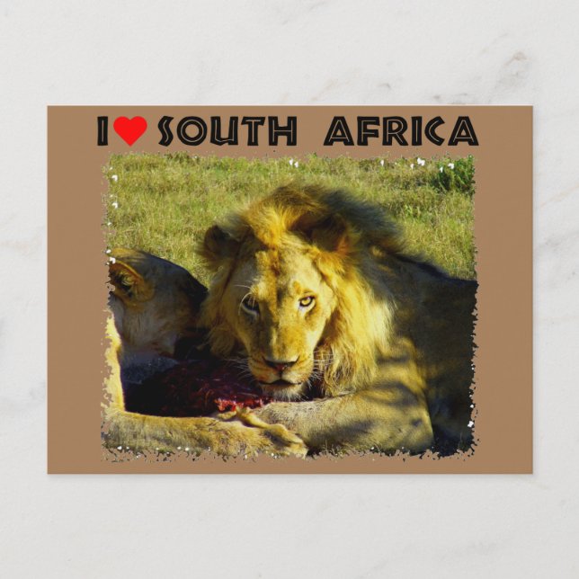 I Heart South Africa Lion Stare Postcard (Front)