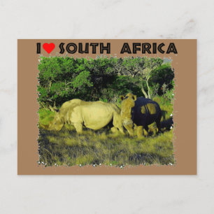I Heart South Africa Rhino Couple Postcard