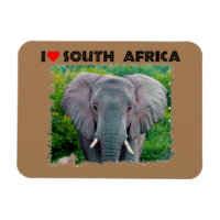 I Heart South Africa young bull elephant