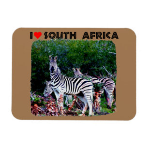 I Heart South Africa Zebra Aloe Magnet