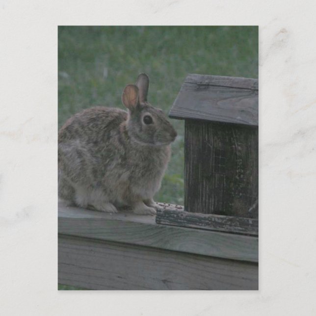 I is a Birdie Postcard (Front)