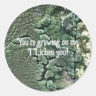 I Lichen you sticker