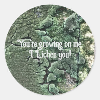 I Lichen you sticker