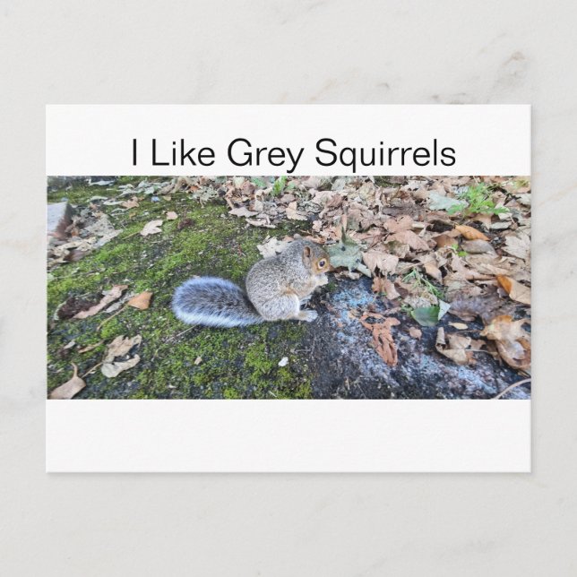 I Like Grey Squirrels Holiday Postcard (Front)