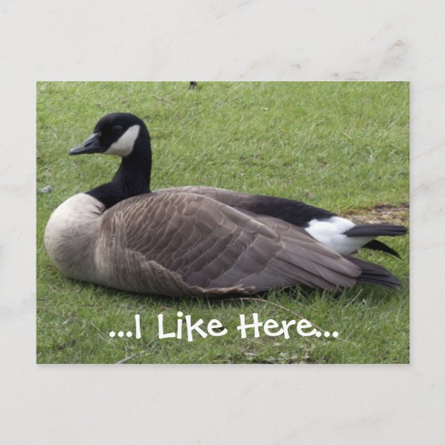 I like here, wild duck post card (Front)