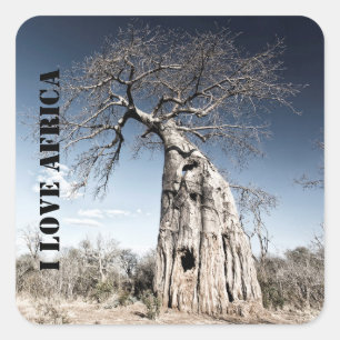 I love Africa Baobab Tree photo Square Sticker
