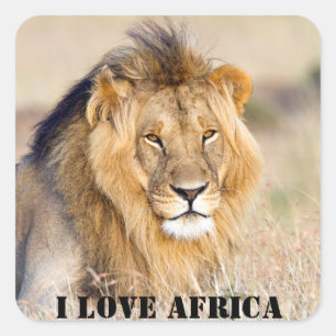 I love Africa Majestic lion photo Square Sticker
