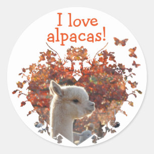 I Love Alpacas Stickers