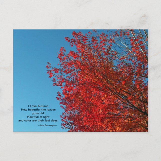 I Love Autumn Postcard (Front)