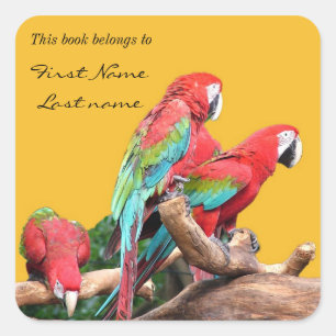 I love beautiful birds! red and blue parrots. square sticker