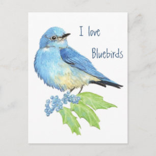 I love Bluebirds, Bird Collection Postcard