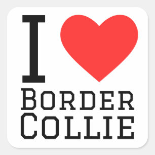 I love border collie square sticker