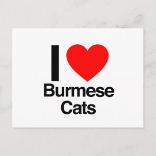 i love burmese cats postcard