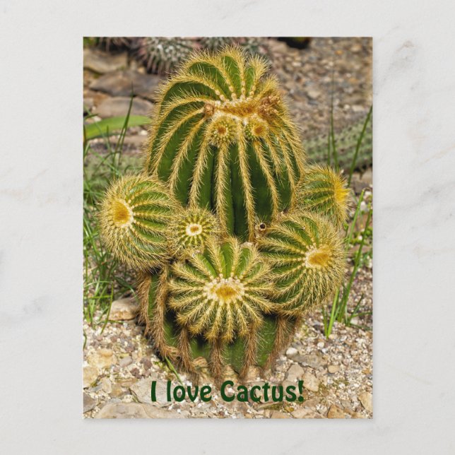 I love Cactus Postcard (Front)