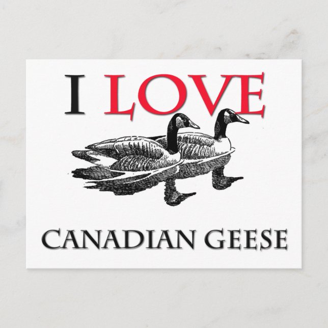 I Love Canadian Geese Postcard (Front)