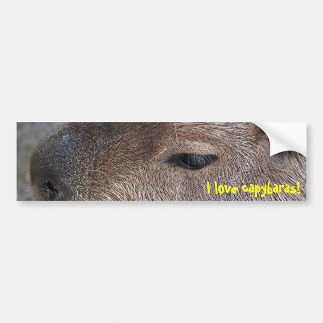 I love capybaras bumper sticker (Front)