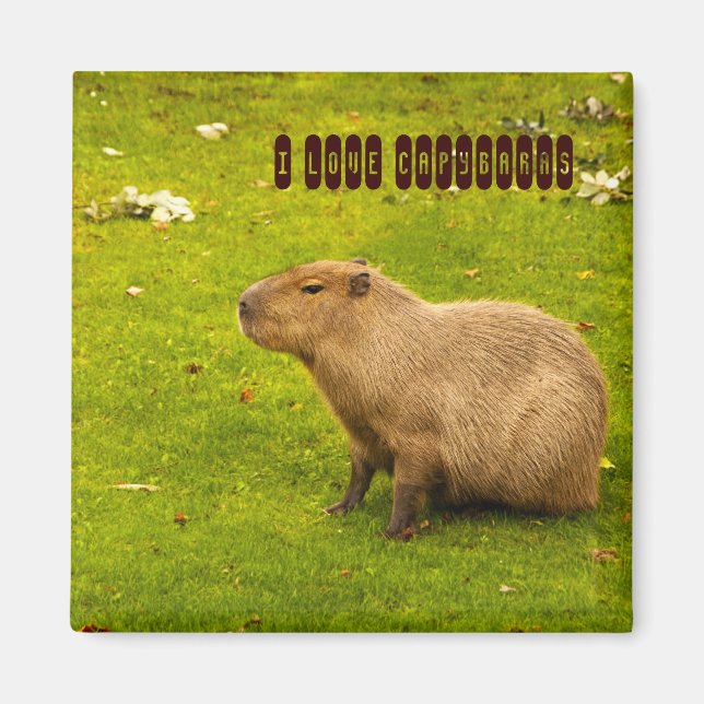 I love Capybaras Magnet (Front)