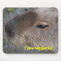 I love capybaras